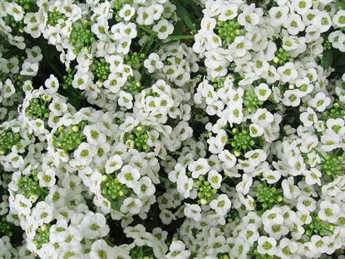 Alyssum Alfombra de nieve Nice Garden Flower de Seed Kingdom a granel 40000 semillas