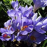 Krokuszwiebeln : Crocus speciosus Conqueror - Krokus - Blauer Herbstkrokus 10 Blumenzwiebeln