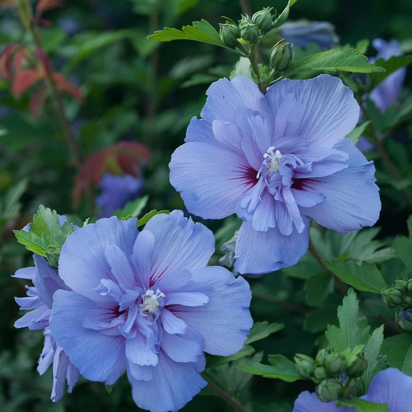 Online plant bazar Blue Hibiscus Flower Live Plant