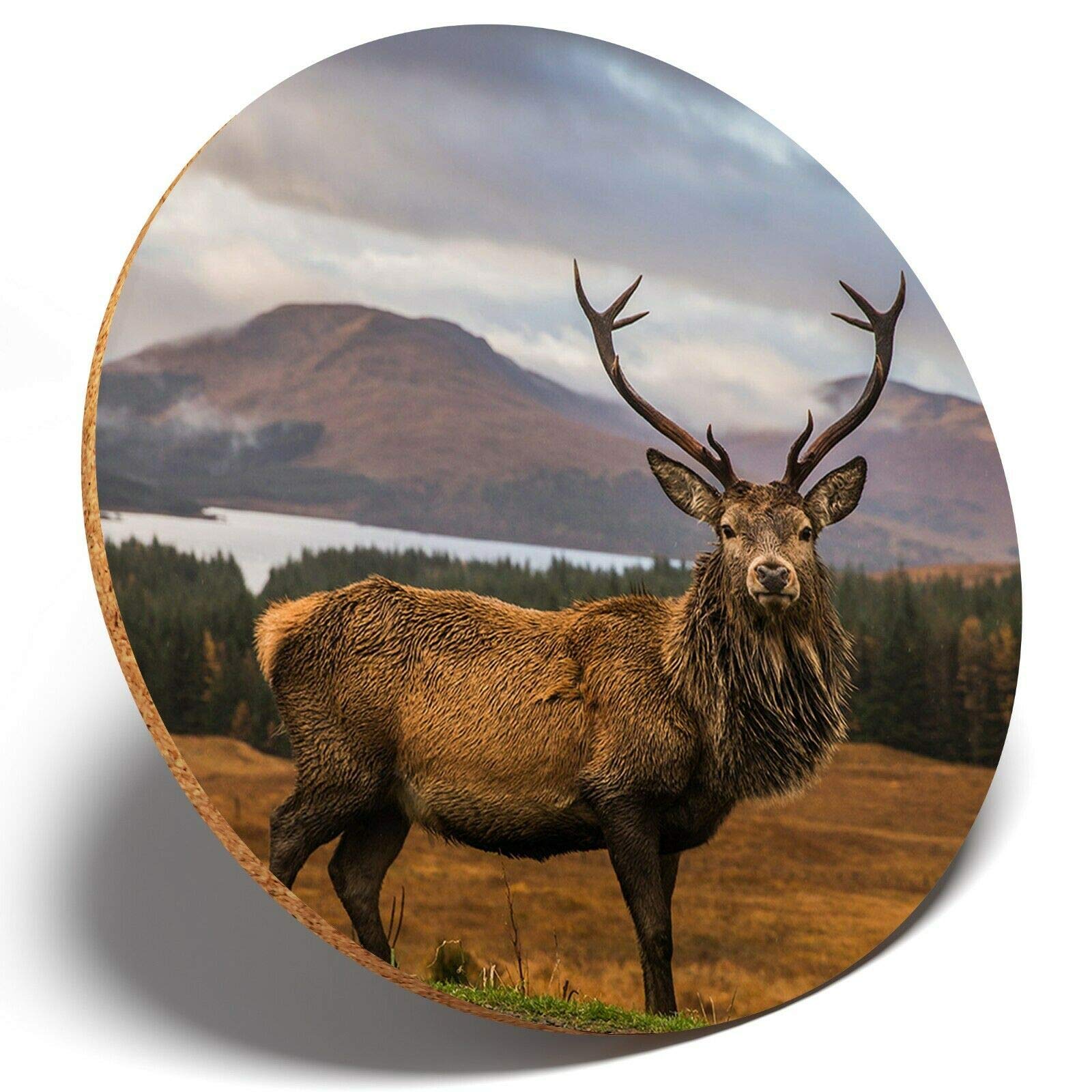 1 x Majestic Stag Deer Scottish - Round Coaster Kitchen Student Kids #14361