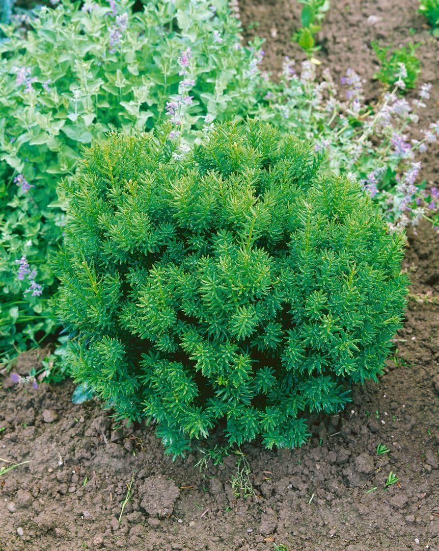 Taxus cuspidata 'Nana' 4050 cm  Immergrn, Winterhart, Pflegeleicht  Japanische  Eibe  Heckenpflanze fr Garten & Sichtschutz : Amazon.de: Garten