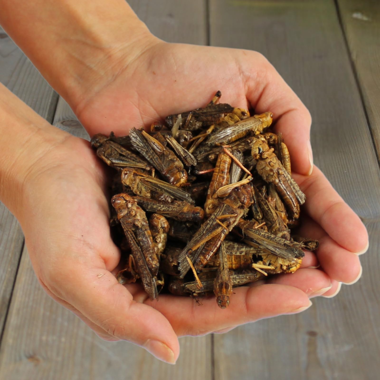 Lyra Pet® 5 kg Heuschrecken getrocknet Vogelfutter Wildvögel Nager | Reich an Proteinen & Mineralien - Schonend getrocknetes Vogefutter - Ideal als Ergänzung - Natürliches Futter