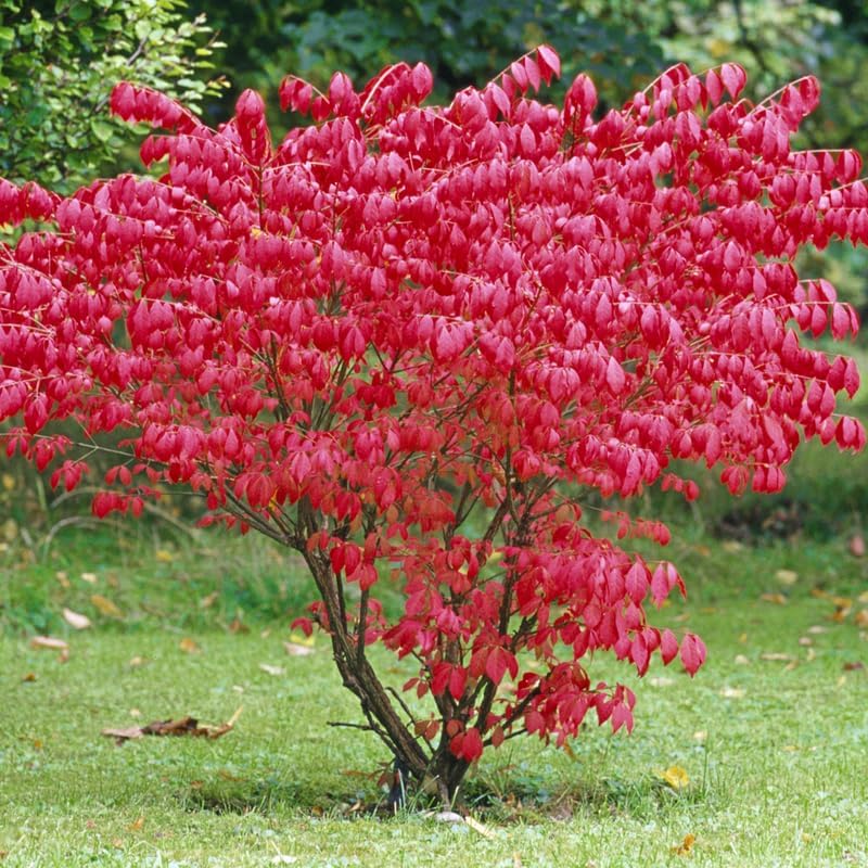 Dwarf Burning Bush Shrub, 12-18" Tall in Gallon Pot, Hardy Ornamental Shrub Live Plant for Outdoor Landscaping