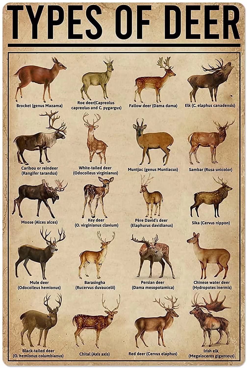 Tin Sign Types Of Deer Wall Retro Tin Sign,Bathroom Decoration for Bars,Restaurants,Cafes and Bars,New Year,Metal Sign 12x16 Inches