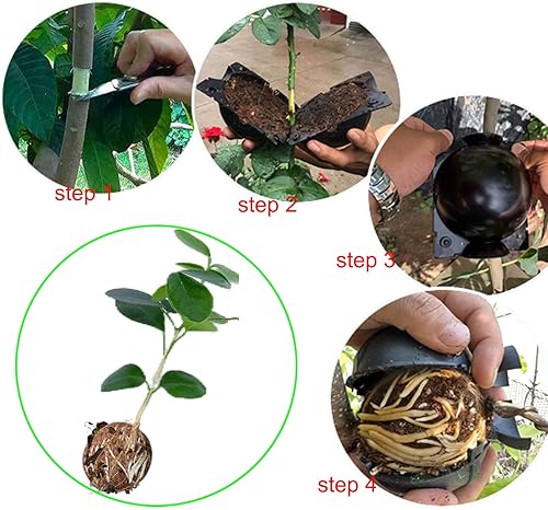 Miniatura 3 de QHC KOCK Paquete de 10 cajas de cultivo de raíces de árbol, herramientas de injerto de bolas de enraizamiento, kit de propagación de capas de aire