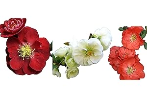 Double Take Scarlet Quince Flowering Trio: Crimson Glow, Arctic Fire, Jet Trail