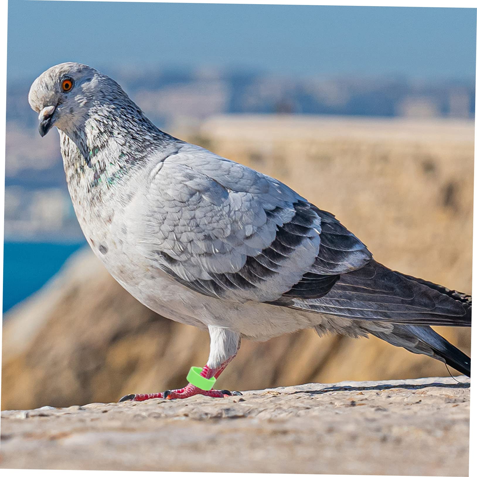 BESPORTBLE 900pezzi Anelli Identificativi per Piccioni Clip Colorate per Uccelli Facile da Applicare e Rimuovere per Pappagalli e Pollame