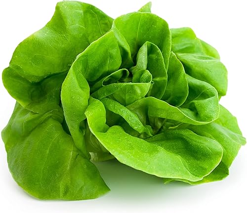 Más de 1000 semillas de lechuga Tom Thumb Heirloom, cultivadas en Estados Unidos sin OMG, cultivadas en Estados Unidos, lechuga en miniatura de 5
