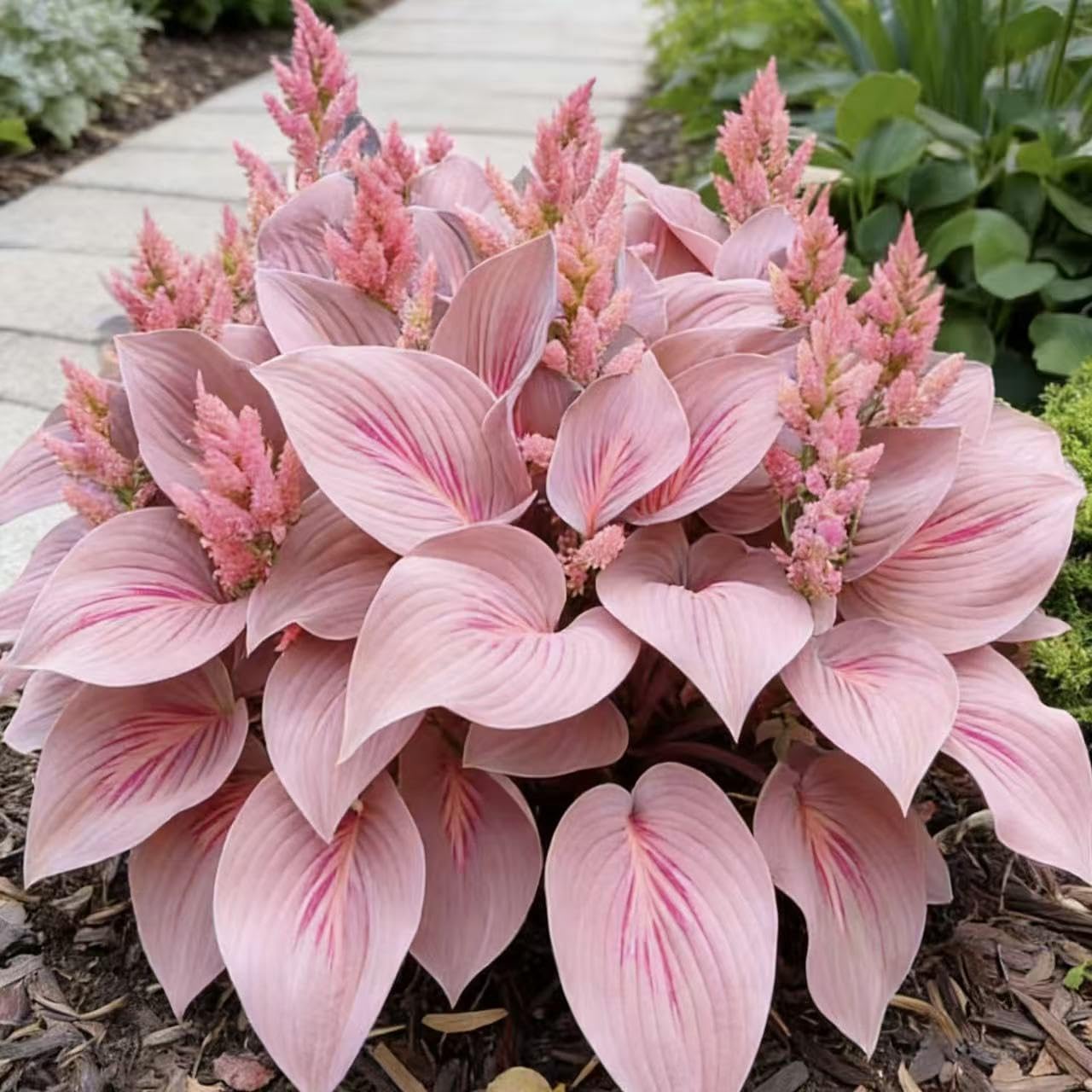 Hosta Seeds 200 or 400- Create a Lush Garden, Mottled Leaves and an Oasis of Easy-Grow Perennial Seeds. Used for Outdoor and Container Garden Planting. (White,200) — view 7