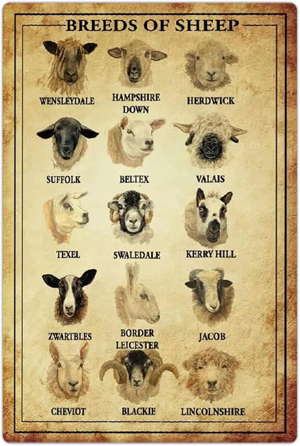 Yivxa Tin-1787 Creative Aluminum Tin Sign Breeds Of Sheep S Sheep Knowledge Retro Posters Ranch Infographic Plaque Decoration Herders Home Farmhouse
