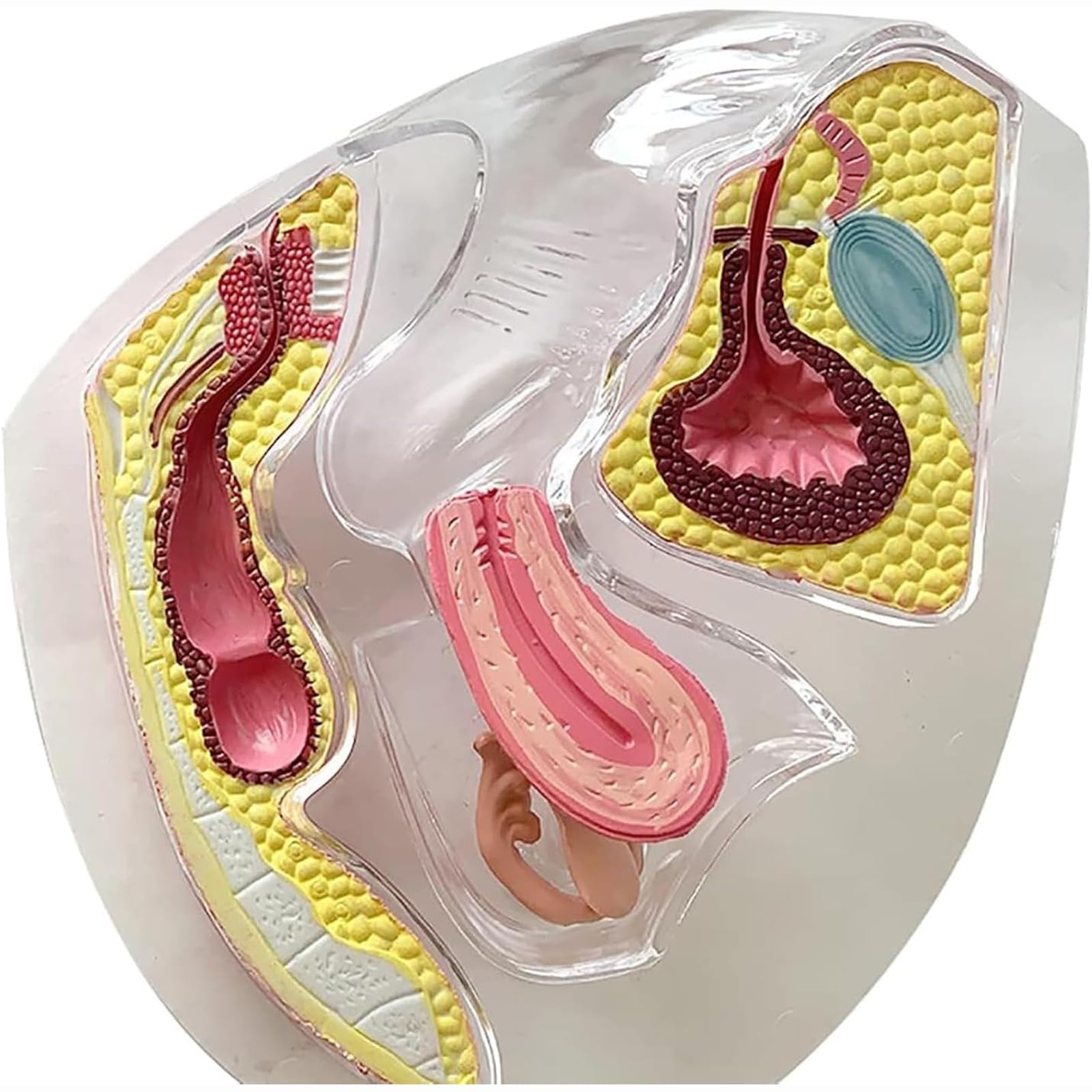 Transparentes Gebärmuttermodell, Lehrmodell zur Demonstration der Menstruationstasse als Verhütungsmittel, Blasen-Becken-Modell, leuchtende Farben, mit Sockel, für die Ausbildung