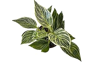 Hopewind Birkin Philodendron Plant Live