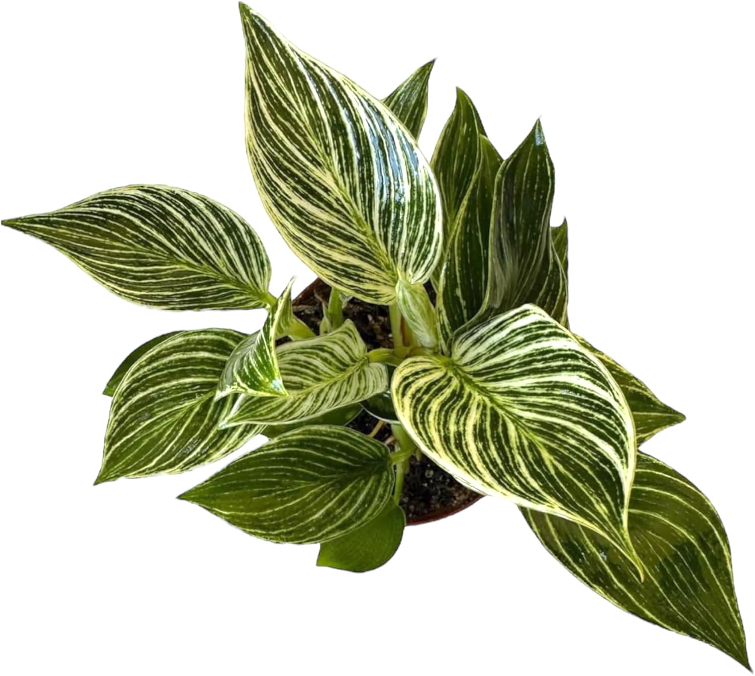 Hopewind Plnats Shop - Philodendron Live Plant, Air Purifying, Easy Care, Easy to Grow, Rare Variety, Live Indoor Plant, 4 inch Pot (Philodendron Birkin)