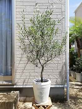 オリーブ (ミッション）　--olive　オリーヴ-- オリーブ (ミッション） --olive オリーヴ-- オリーブ