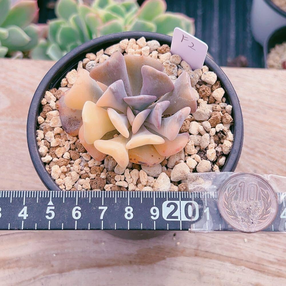 Amazon.co.jp: A！！多肉植物 キュービックフロスティ錦 極上錦 韓国苗