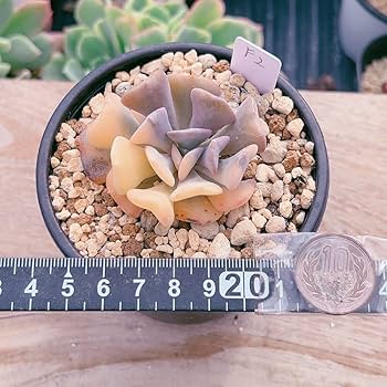 Amazon.co.jp: A！！多肉植物 キュービックフロスティ錦 極上錦