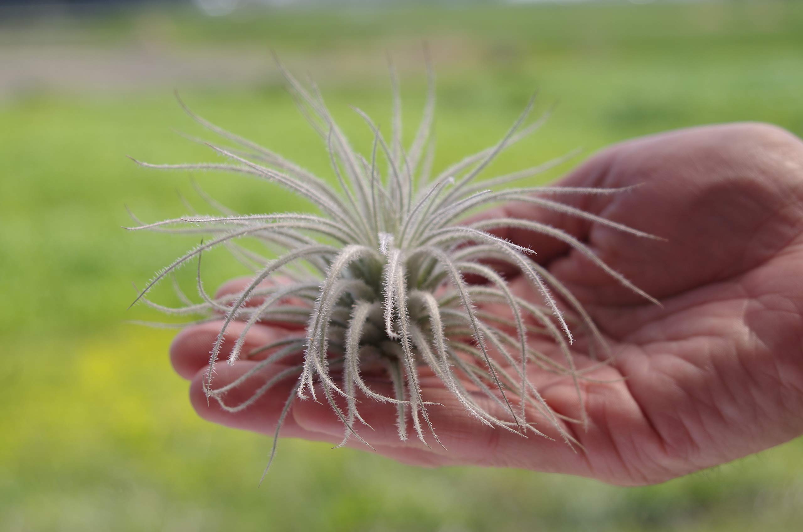 Amazon｜ティランジア テクトラム Tillandsia tectorum テクトルム