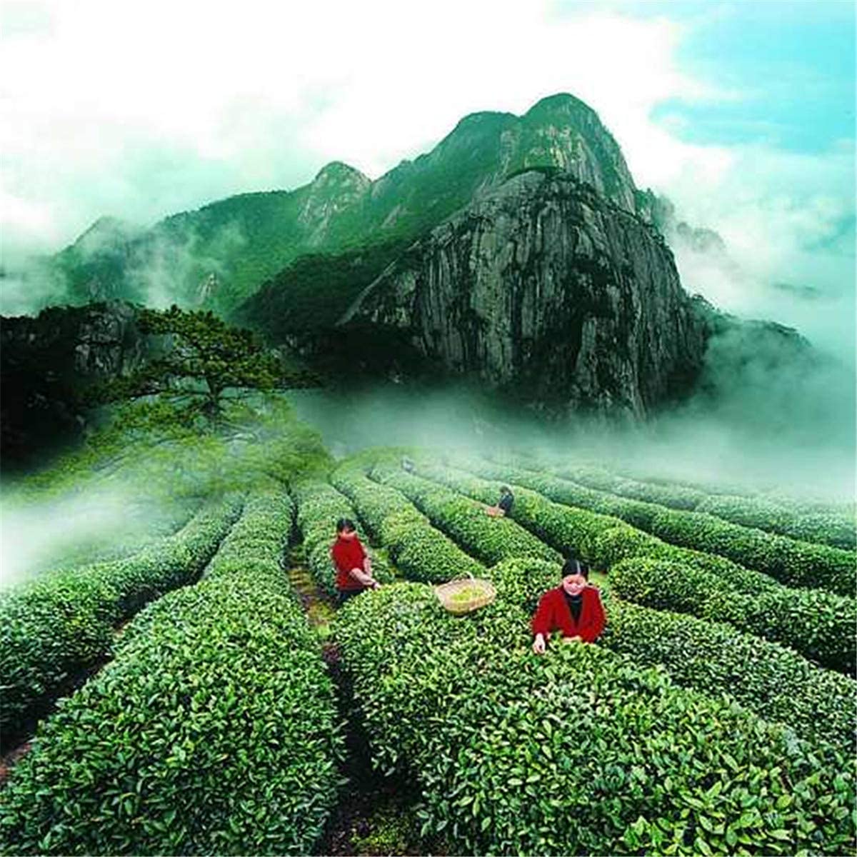 1 kg di tè oolong al latte, Taiwan Alishan Mountain Jinxuan, tè profumato, tè dimagrante