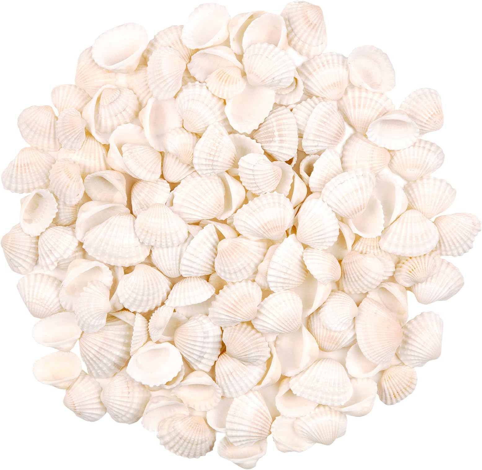 SINKOO Bulk Natural White Small Seashell Clam Super Shells Assortment for DIY Craft Beach Decor