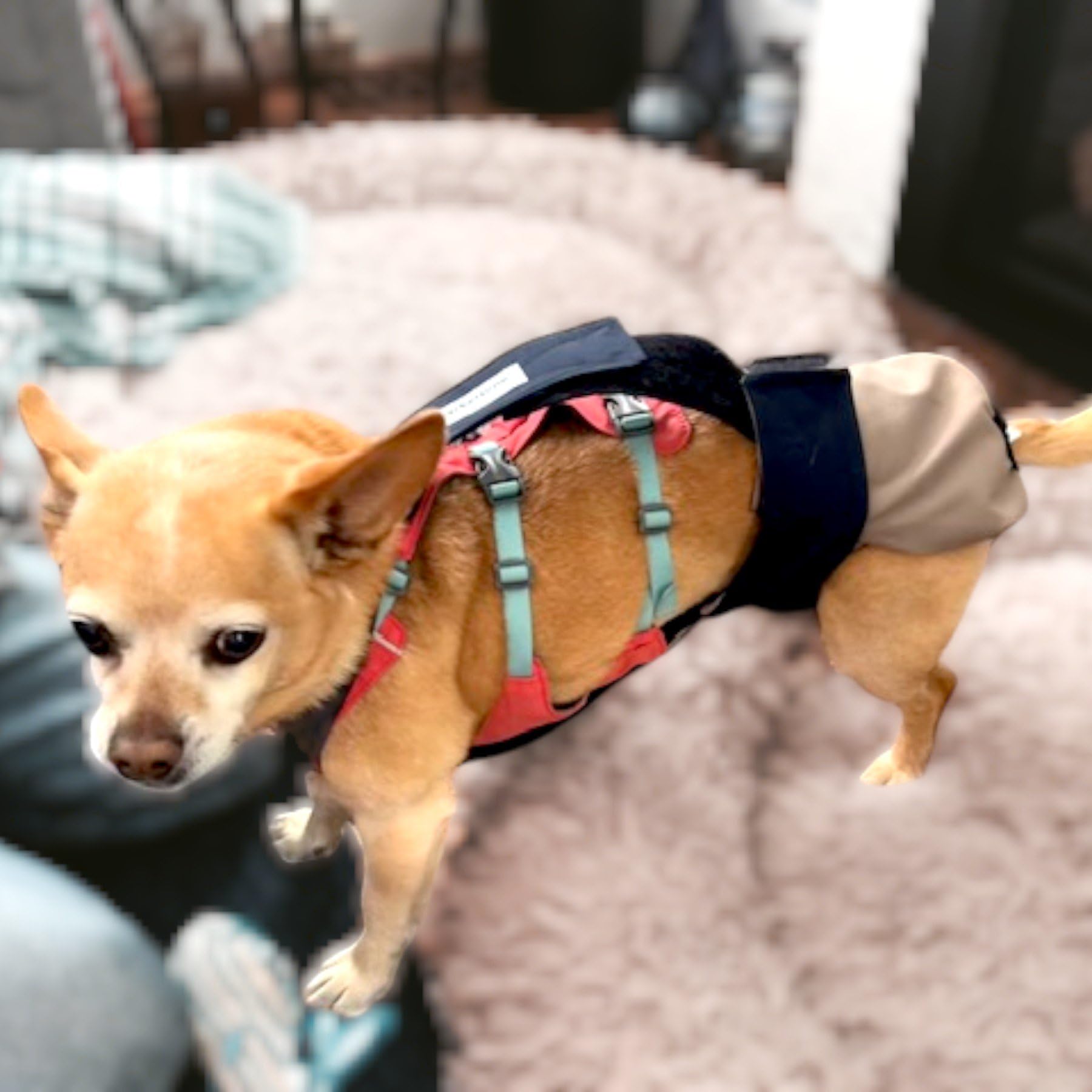 Barkertime Black on Beige Dog Diaper Overall, S, with Tail Hole - Made in USA