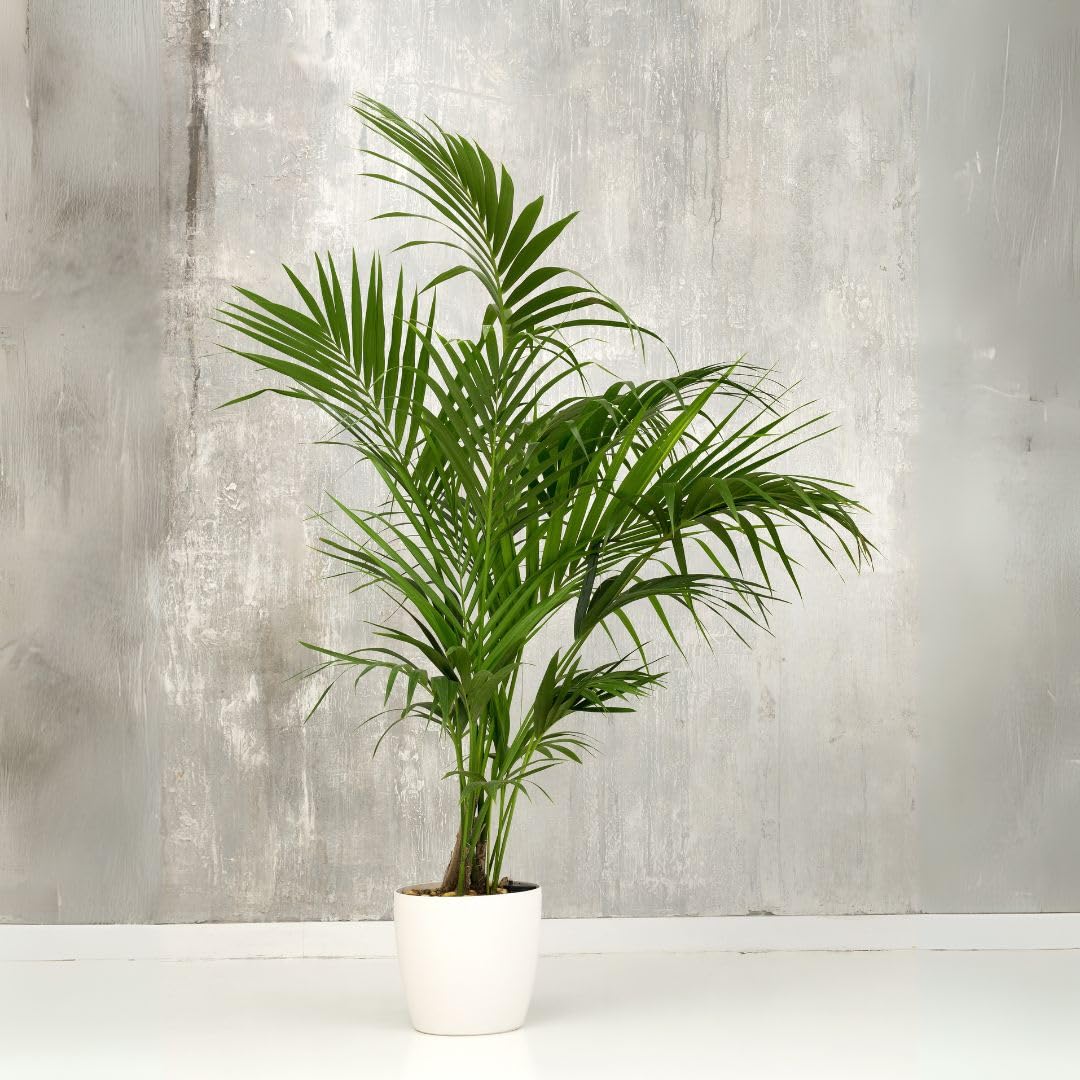 Phoenix Palmae Plante Ornementale