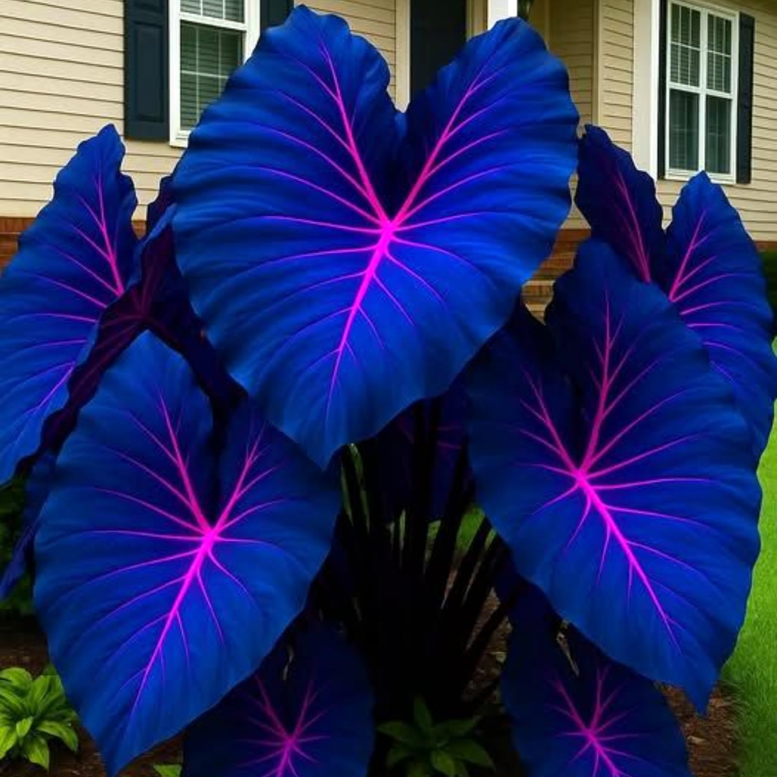 Elephant Ear Bulbs for Planting, Hardy Perennial, Excellent Display, Mix Greening Flower, Natural Organic, Wedding, Balcony Garden-10 Bulbs-F
