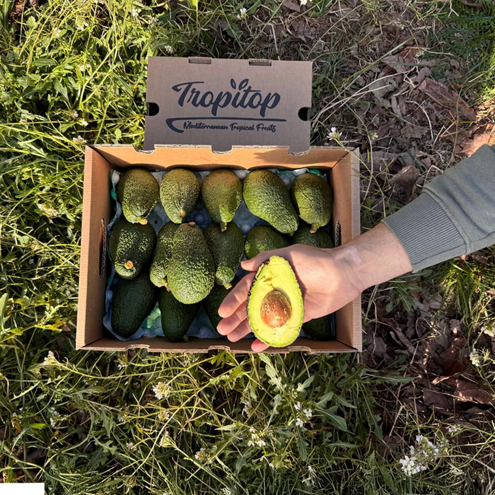 Aguacate Hass fresco 9 Kg producción local Castellón España cultivo sostenible sin químicos