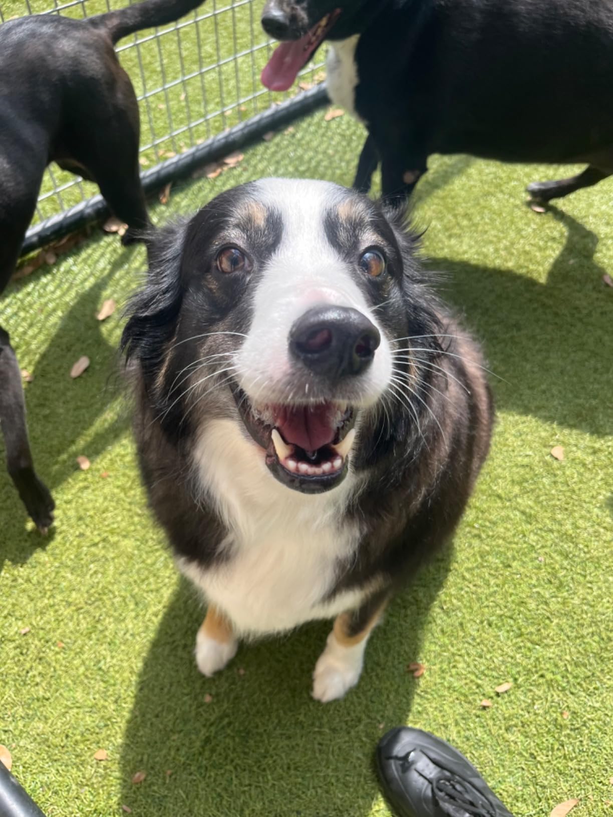 Greenies Pill Pockets for Dogs Large Size, Soft Dog Treats, with Real Peanut Butter, 15.8 oz. Pouch (60 Treats) photo review