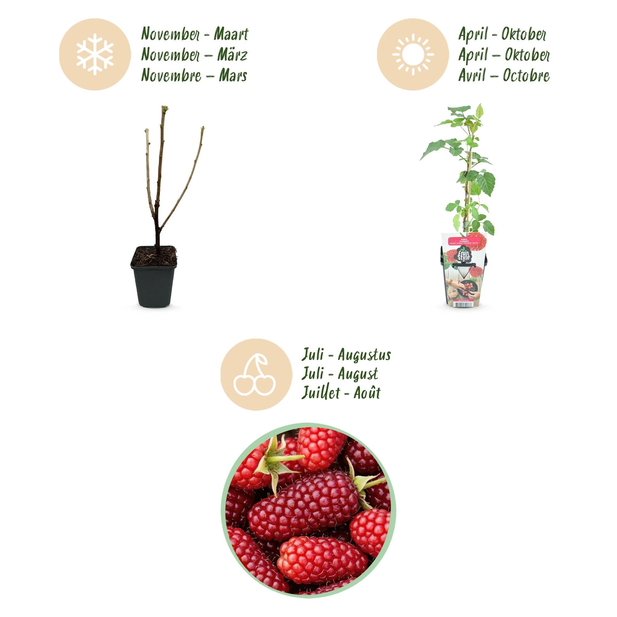 Taybeere Rubus Tayberry, 6 Pflanzen, Ø9cm, Höhe 30cm