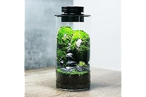 Crystal Growing Terrarium for Stunning Plant Landscapes
