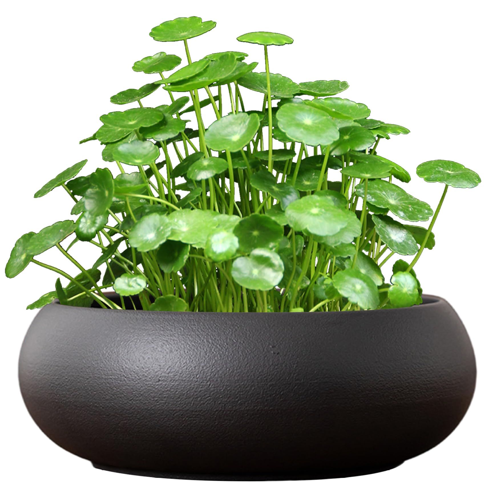 Bol de fleur de lotus en céramique de 7,4 pouces pour plantation hydroponique et nénuphar