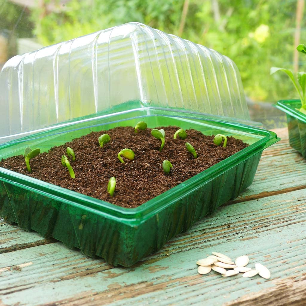Westland Gro Sure Visiroot Seed Tray | Visible Root Seed & Cutting Tray