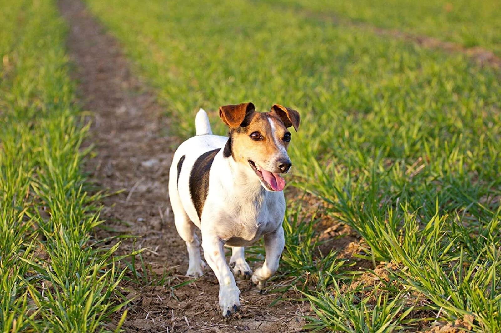 Znwrr Ka29 Diamond Painting,5D Diy Full Diamond,Jack Russell Terrier Dog Diy Diamond Painting Kit For Kids,Home Wall Decor With Tools 40X50cm