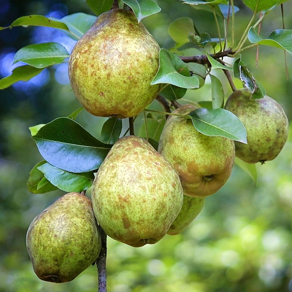 Generic Bartlett Pear Tree, Classic, Sweet, Juicy Fruit for Every Garden, 7 gal. Nursery Pot, 4-5 ft Tall (Due to Agricultural Laws, we Cannot Ship to CA, AZ, AK, or HI), White, Green