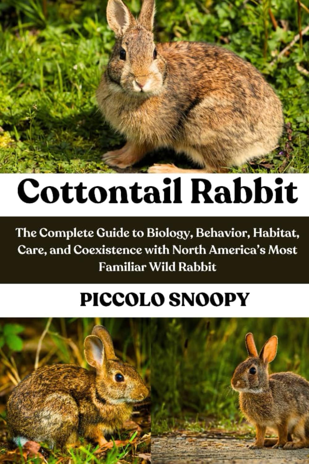 Cottontail Rabbit: The Complete Guide to Biology, Behavior, Habitat, Care, and Coexistence with North America’s Most Familiar Wild Rabbit