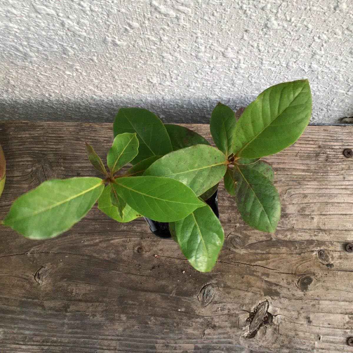 とし　リピート価格　ももたまな葉　1000　枚 とし リピート価格 ももたまな葉 1000 枚 とし リピート価格 ももたま