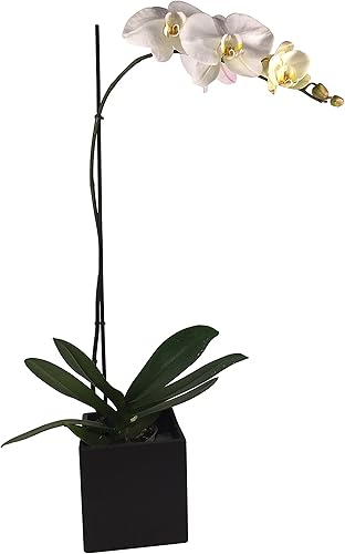 Athena's Garden Orquídeas phalaenopsis estándar de 5 pulgadas, talla única