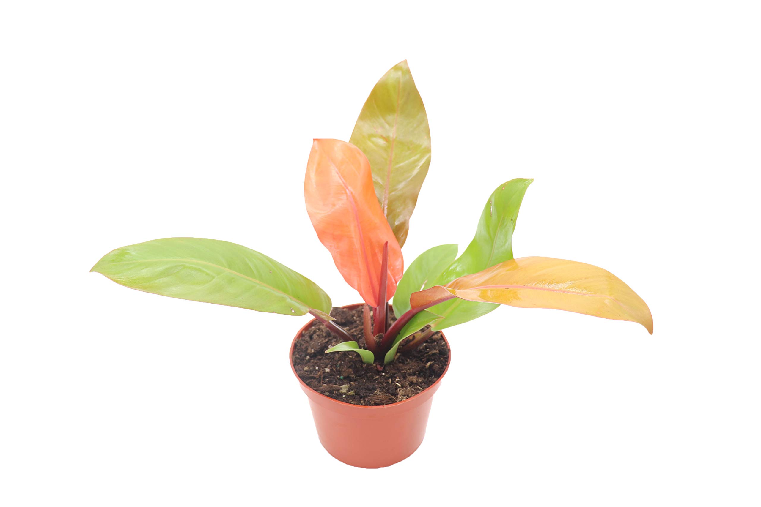 Amazon.com : Philodendron 'Prince of Orange' - 6" from California Tropicals  : Patio, Lawn & Garden