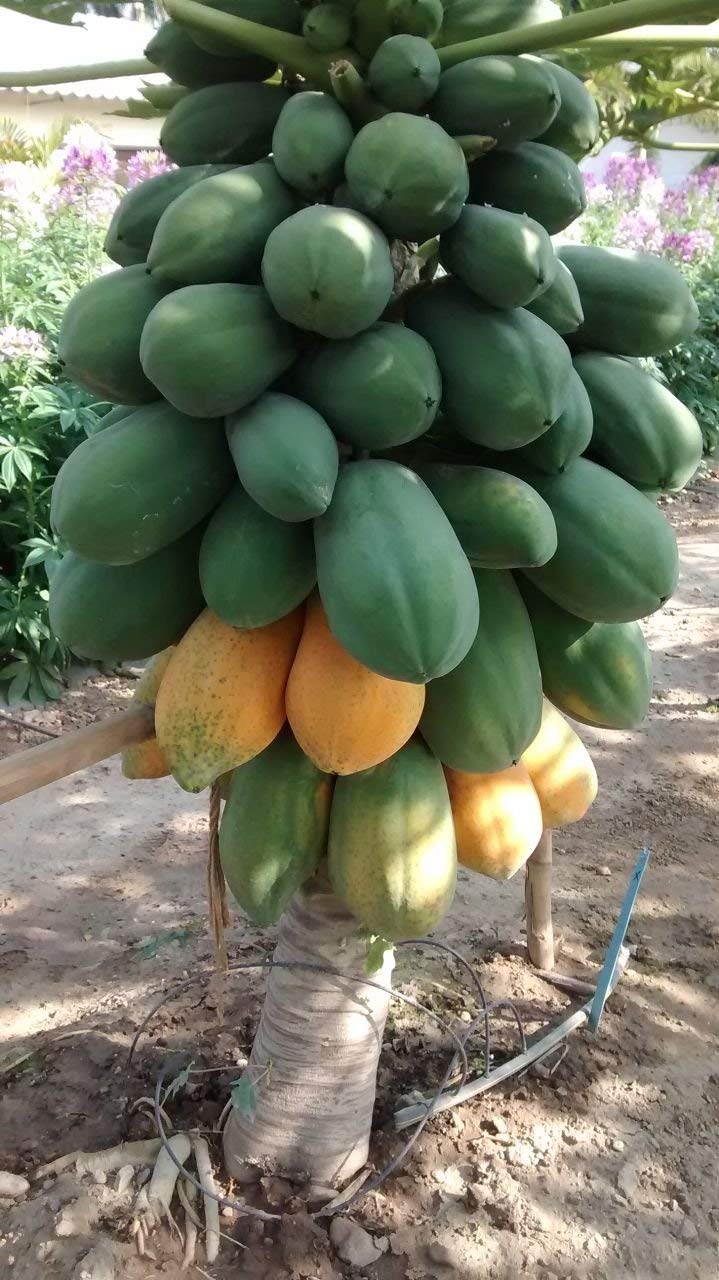 See full amazon price history chart for Golden Hills Farm® (AVG 50-300) seeds Carica Papaya Red Royale Hybrid Dwarf Papaya Fruit Seeds Golden Hills Farm® (AVG 50-300) seeds Carica Papaya Red Royale Hybrid Dwarf Papaya Fruit Seeds (B0852RSW56) Amazon Price History, Amazon Price Tracker