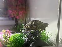 Review Image by San_Smiles