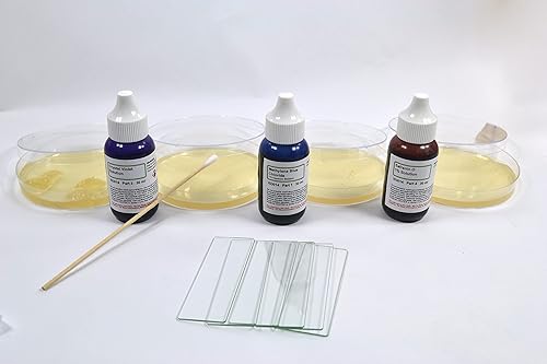 Miniatura 2 de Kit científico - Introducción a la microbiología crecimiento bacteriano y manchas - para enseñar identificación bacteriana y morfología - Actividad