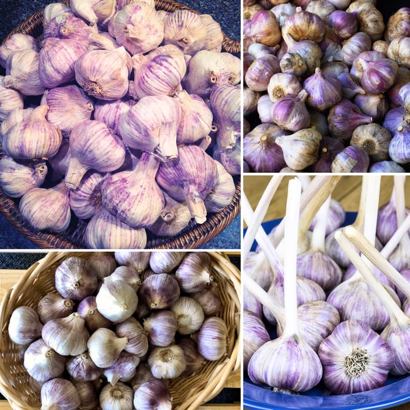 YOKEBOM Purple Garlic Bulbs