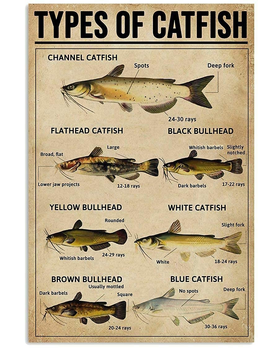 rayprint Types of Catfish Retro Posters Metal Sign Animal Wall Art For Bedroom Bathroom School Farmhouse Studio Decor 12x16 Inches