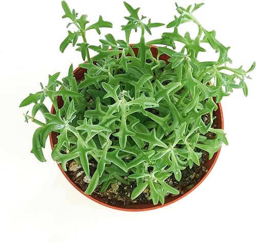 Miniatura 3 de Shop Succulents String of Dolphins Suculent - Senecio Peregrinus, planta suculenta viva de 4 pulgadas totalmente arraigada, planta de interior de