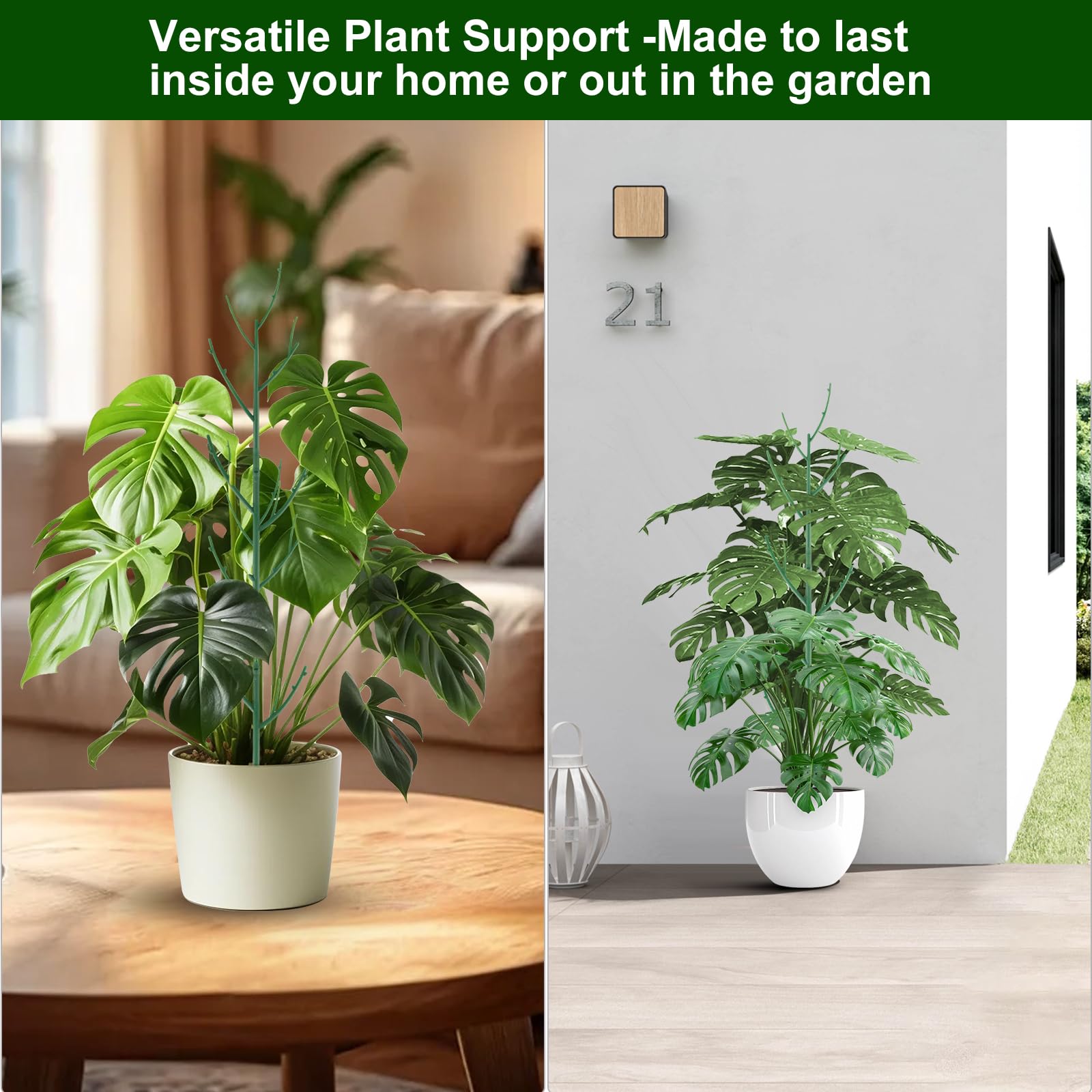 monstera sierrana NFS: Monstera Sierrana Mexican Form main image 0