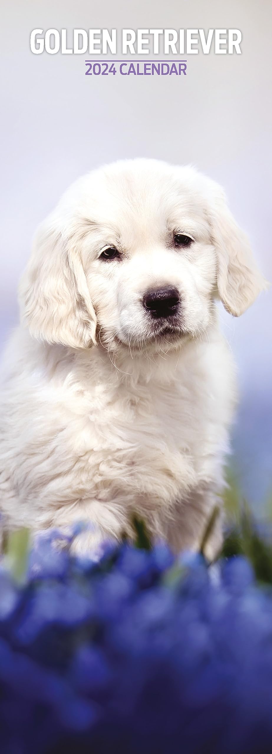 Golden Retriever Slim 2024 Calendar