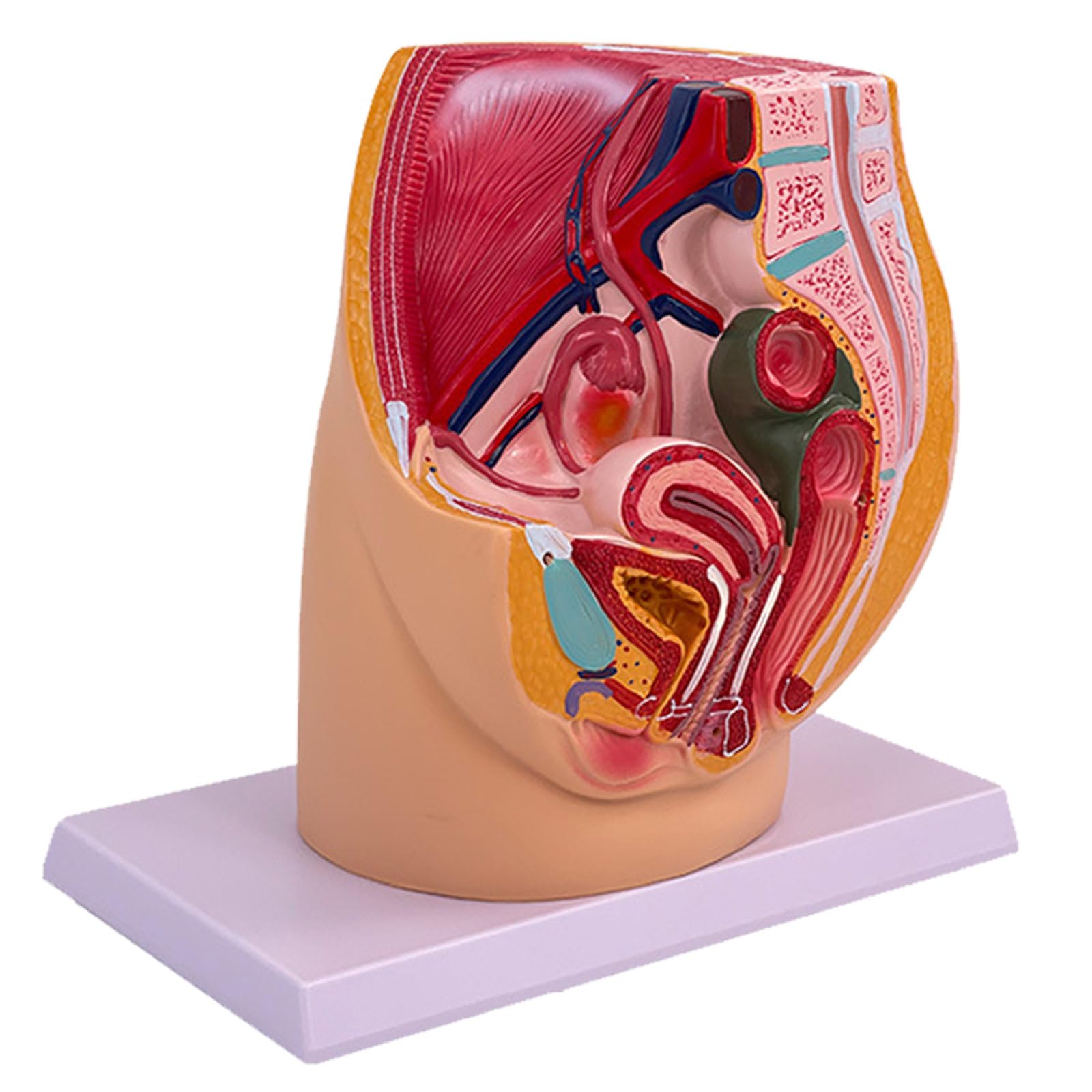 Modello anatomico di organo riproduttivo femminile per dimostrazione Cavità pelvica femminile Modello anatomico Strumento didattico in aula