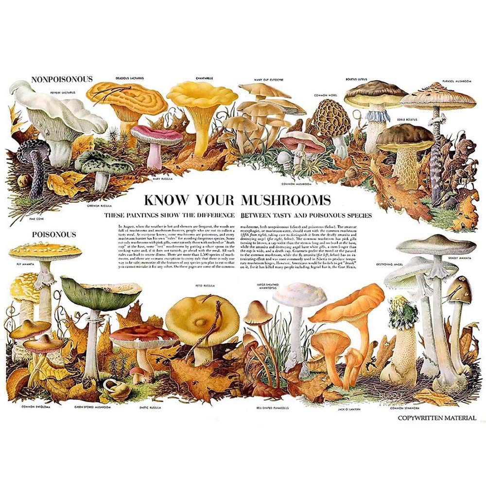 Wee Blue Coo Science Biology Mycology Mushroom Gus Toadstool Chart Unframed Wall Art Print Poster Home Decor Premium