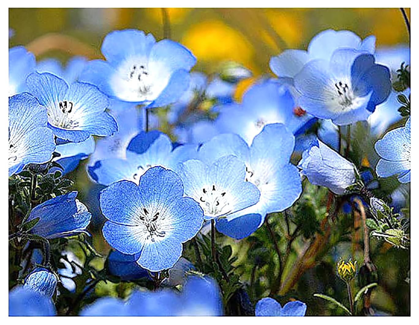 ブルーフラワーヘリテイジ Amazon.com : 3000 Baby Blue Eyes Wildflower Seeds - California