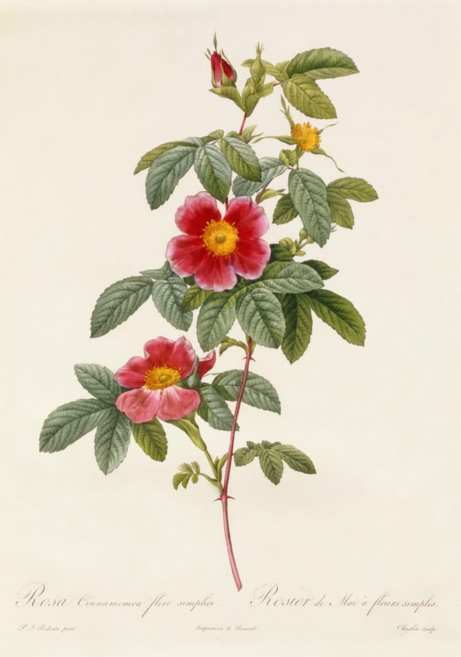 SERENDIPITP Retro Picture Poster Wall Art Pictures Painting Rosa Cinnamomea Flore Simplici by Pierre Redouté Wall Art Canvas Print for Wall Decor 60x90cm